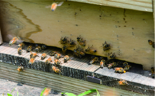 糸島 はちみつ 520g 糸島市 / ヴァンベールフーズ 百花 蜂蜜 [AFJ002]