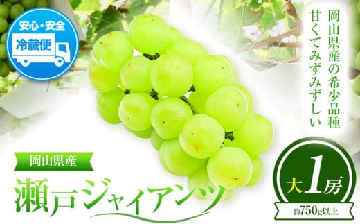 ぶどう 葡萄 岡山県産 瀬戸ジャイアンツ 大1房 (約750g以上) 佐々木農園《8月中旬-9月末頃出荷》岡山県 笠岡市 送料無料 マスカット フルーツ 果物 ブドウ 瀬戸 ジャイアンツ 希少品種 お取り寄せフルーツ【配送不可地域あり】 st-p