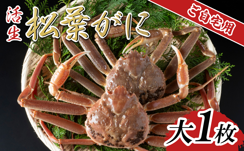 【活生】ご自宅用松葉ガニ 大 1枚 2026年11月～順次発送予定｜鳥取 日本海 松葉がに 松葉蟹 かに ズワイガニ【22060】