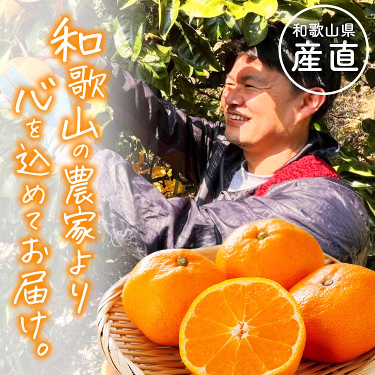 【定期便】〈3・5・9・11月 全4回〉わかやま旬のカンキツ【M】（春の柑橘 ・初夏の柑橘・青切りみかん・完熟みかん）◆ ※北海道・沖縄・離島への配送不可