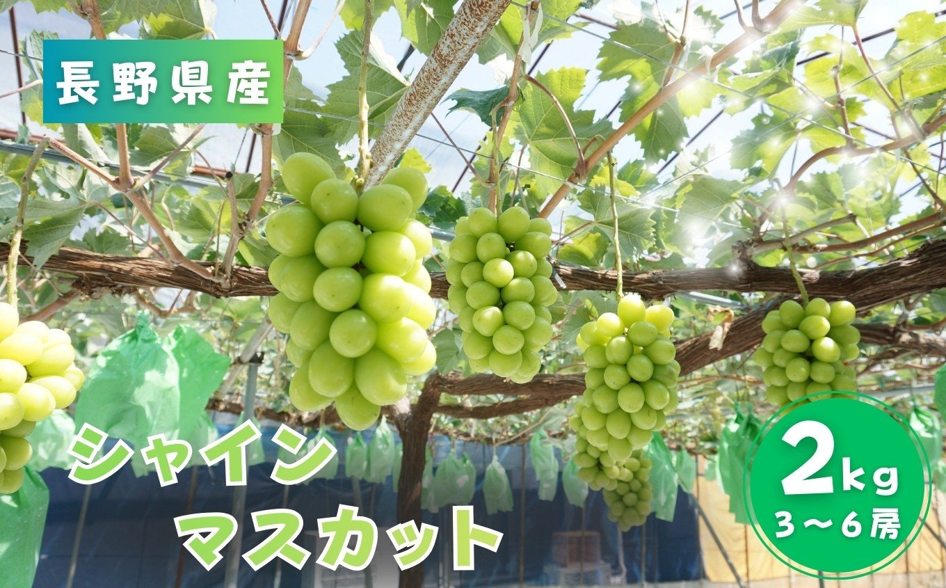 
            【2026年先行予約】 南信州産 シャインマスカット 秀品 約2kg (3～6房)＜2026年9月中旬～順次発送＞ ＪＡみなみ信州ＤＭセンター飯田市 | シャインマスカット ぶどう マスカット フルーツ 果物 ブドウ 葡萄 南信州 送料無料 ふるさと納税 長野県 飯田市
          