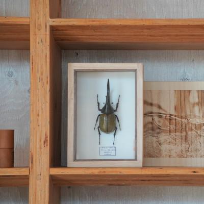 ふるさと納税 府中市 【数量限定】匠の昆虫標本桐箪笥「ヘラクレスオオカブト」 |  | 03