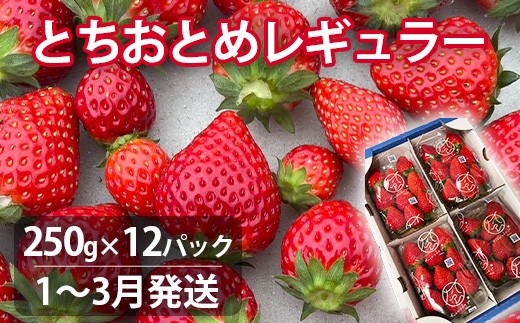 
            【1～3月発送】いちご とちおとめレギュラー 250g×12パック 苺 イチゴ とちおとめ 選べる 発送月 発送回数 個数 いちご「とちおとめ」風早いちご園 有名ホテル使用 厳選 フルーツ 果物 季節限定 甘い 濃厚 ジューシー 新鮮 3箱 送料無料 ギフト 贈答 茨城県 鉾田市 野菜王国 予約受付
          
