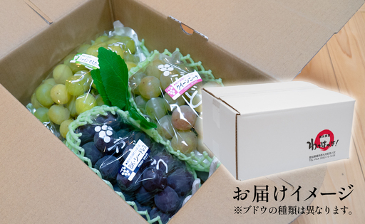 ぶどう 人気3種 詰め合わせ 2kg 朝採れ 旬 ブドウ 葡萄 果物 フルーツ 冷蔵 贈答 ギフト