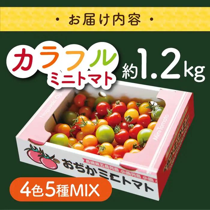 4色5種MIX カラフルミニトマト 約1.2kg [DAE001] ミニトマト