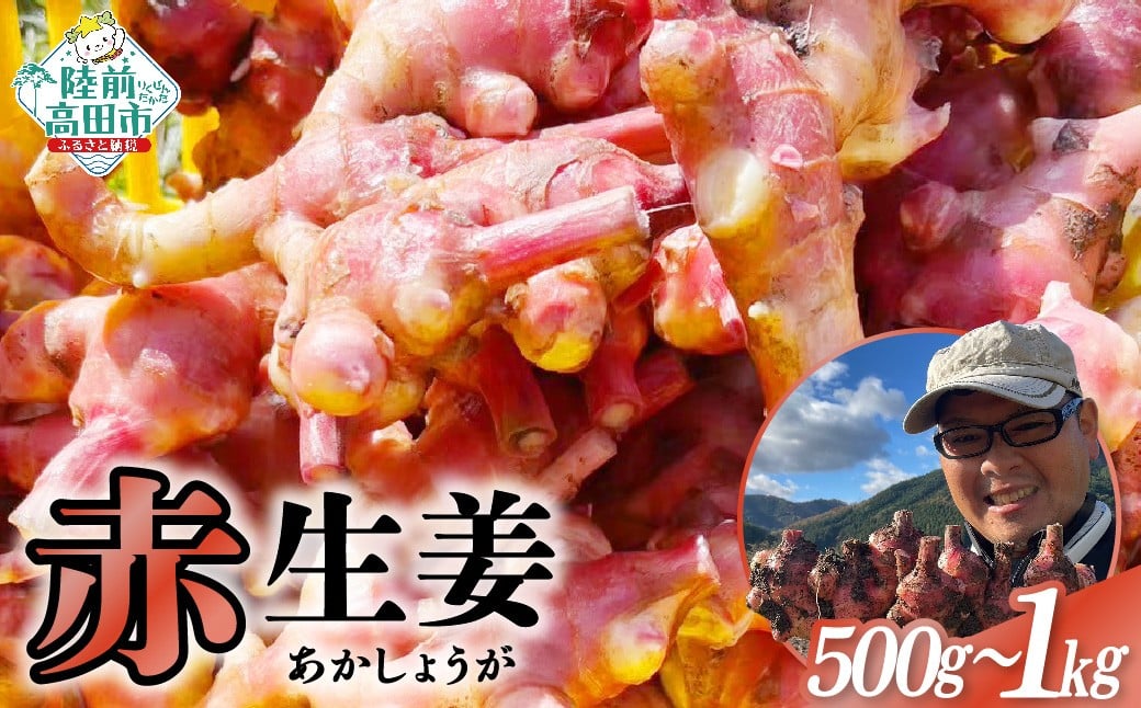 
            【先行予約】 希少品種 赤生姜 内容量が選べる 約500g～1kg 【 ショウガ 産地直送 新鮮 料理 野菜 薬味 岩手県 陸前高田市 】2025年10月から発送予定
          