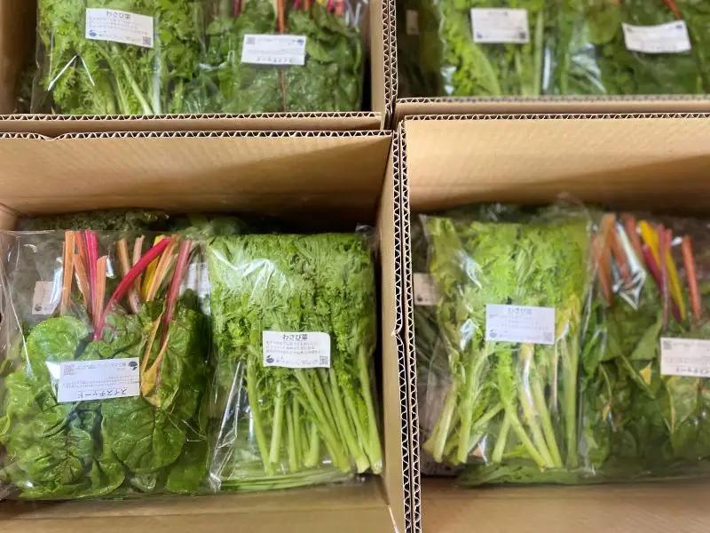 野菜セット Mサイズ【2026年6月上旬～11月中旬発送】｜八ヶ岳 純ちゃんファーム
