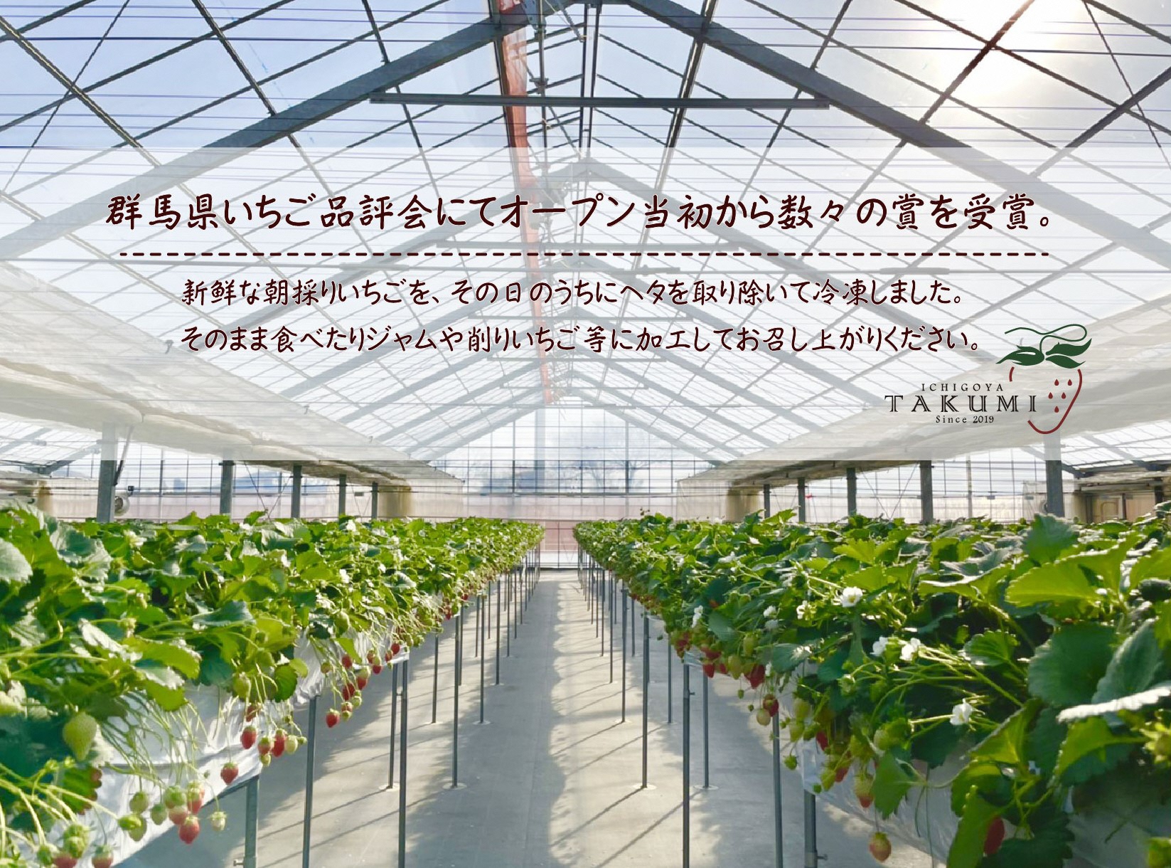 冷凍いちご 2kg 1kg×2袋 ｜訳あり 朝採れ やみつき高品質 たっぷり 贈答用 新鮮 完熟 いちご 旬 苺 ストロベリー 高級 産地直送 果汁 甘い あまい 人気 高評価 減農薬 有機肥料 高糖