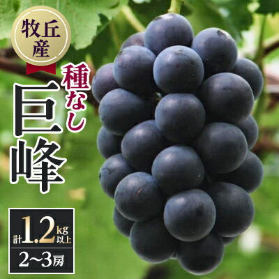 【ふるさと納税】【2025年先行予約】山梨直送!!種なし巨峰　2～3房(1.2kg以上)_ 巨峰 種なし巨峰 種なし ぶどう 葡萄 果物 くだもの フルーツ 人気 おすすめ 送料無料 産地直送 贈答 人気 おすすめ 山梨 【配送不可地域：離島・沖縄県】【1411515】