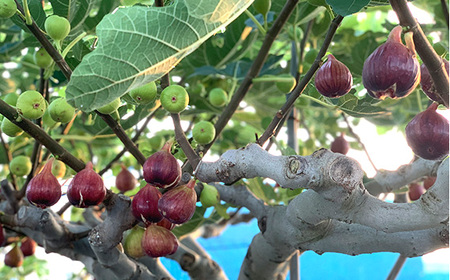 No.141 朝採りいちじく　約2kg