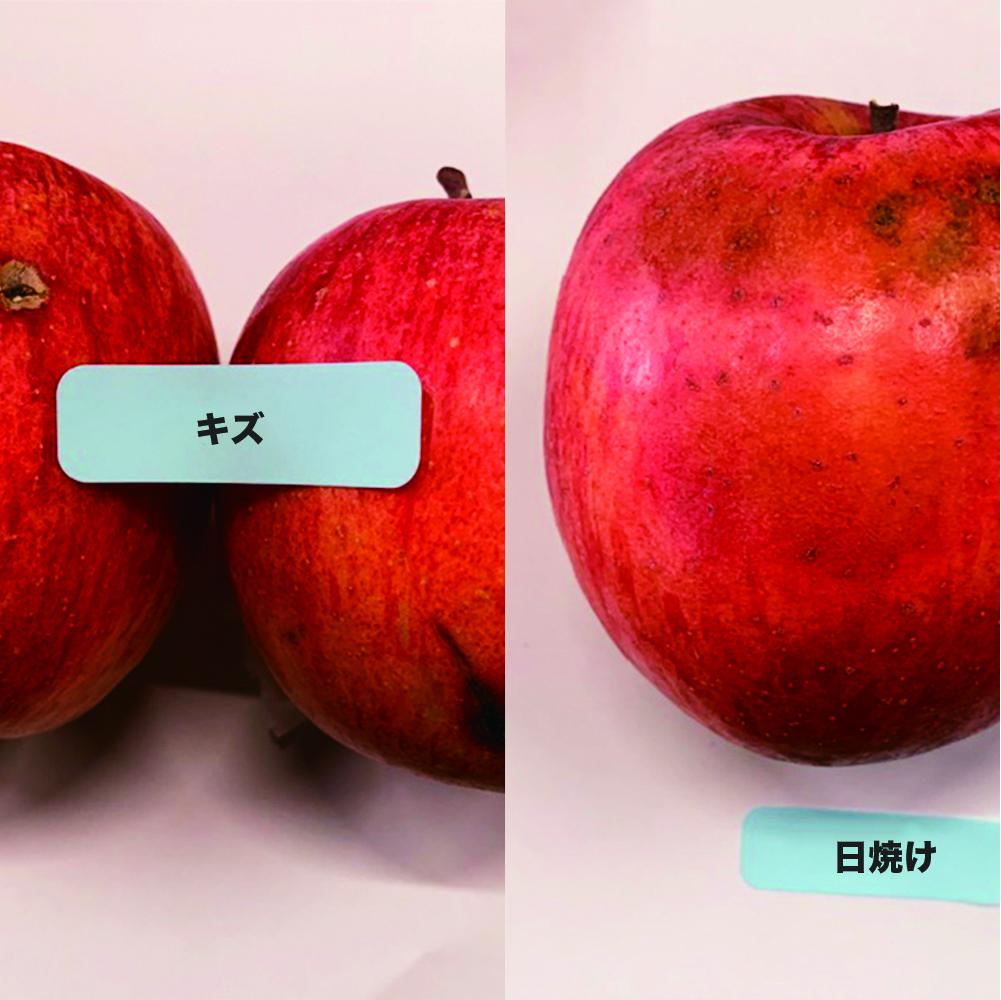 【農業者支援】≪ 先行予約≫ ご家庭用 2024年度 山形県産 サンふじ りんご 3kg（8玉～16玉） 2024年12月上旬から順次発送 林檎 リンゴ くだもの フルーツ 訳あり F21A-306