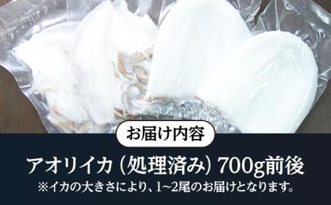 アオリイカ（水イカ）700g前後 《壱岐市》【ヤマグチ】[JCG018] いか あおりいか 13000 13000円