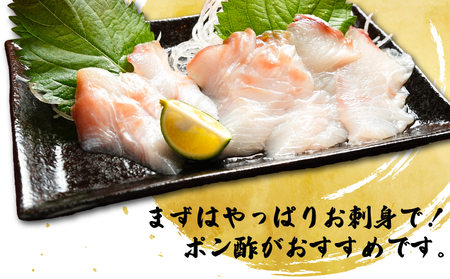 ＼ 家計応援 ！／ 訳あり ひらめの昆布〆 1kg ひらめ