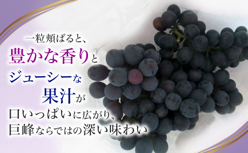 【先行予約】【訳あり・家庭用】長野県産 巨峰 約2kg 種あり 濃厚な甘み 訳あり 味問題なし 果物 旬のフルーツ 長野県産 上田市 信州