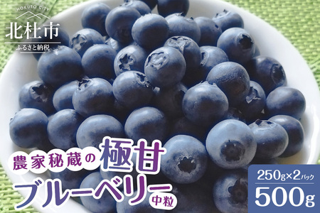 【2025年先行予約】7月～9月発送！農家秘蔵の極甘ブルーベリー　中粒500g（250g×2パック）　ブルーベリー 極甘 中粒【2025年先行予約】 計500g ハイブッシュ・ブルーベリー系 ラビットアイ・ブルーベリー系 完熟 濃厚 甘い 冷蔵 期間限定 7月～9月発送 フルーツ くだもの 山梨県 北杜市