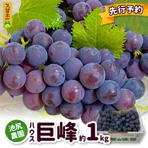 【7月下旬より順次発送】池尻農園　ハウス巨峰　約1kg_巨峰 約 1kg ぶどう 3房 久留米市産 渋み エグミ 無い フルーツ 果物 期間限定 池尻農園 ハウス巨峰 福岡県 久留米市 お取り寄せ お取り寄せフルーツ デザート 〔Fg007〕