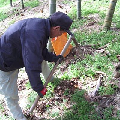 ふるさと納税 和歌山市 和歌山産 朝堀り 筍 4kg (ぬか付き) |  | 01