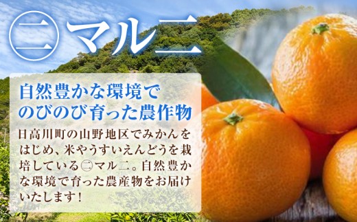 日高川町産みかん 約5kg 2S-M サイズおまかせ マル二《2026年10月中旬-11月末頃出荷》 和歌山県 日高川町 旬 新鮮 果物 柑橘 フルーツ 国産 送料無料 ミカン みかん