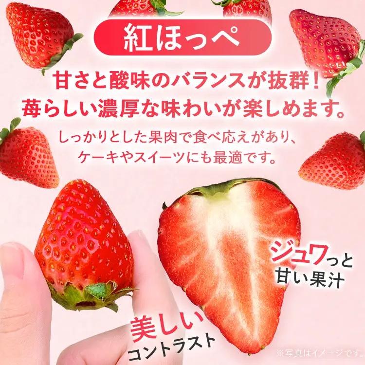 いちご   農家直送完熟いちご 紅ほっぺ 2パック 【2027年2月上旬～4月末頃に順次発送】 いちご  