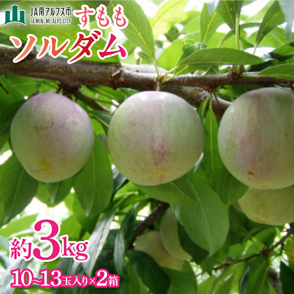 【ふるさと納税】 ＜2026年発送先行予約＞すもも「ソルダム」10～13玉入り×2箱約3kg ふるさと納税 すもも ソルダム 果物 フルーツ 10玉 おすすめ 山梨県 南アルプス市 送料無料 ALPAA002
