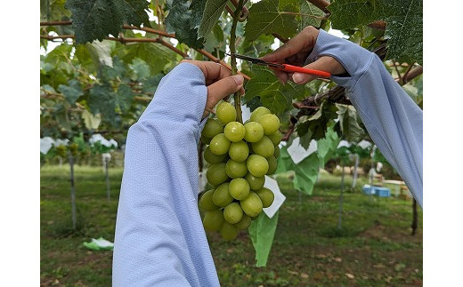 シャインマスカット