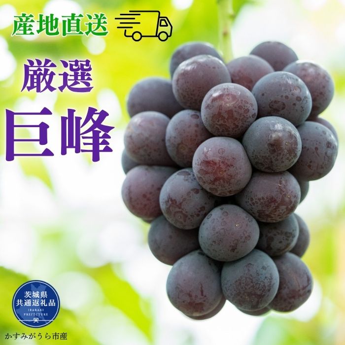 【ふるさと納税】《2026年先行予約》 巨峰 2kg 3kg （茨城県共通返礼品・かすみがうら市産） ／ 巨峰 きょほう キョホウ 葡萄 ぶどう ブドウ フルーツ 果物 2kg 3kg