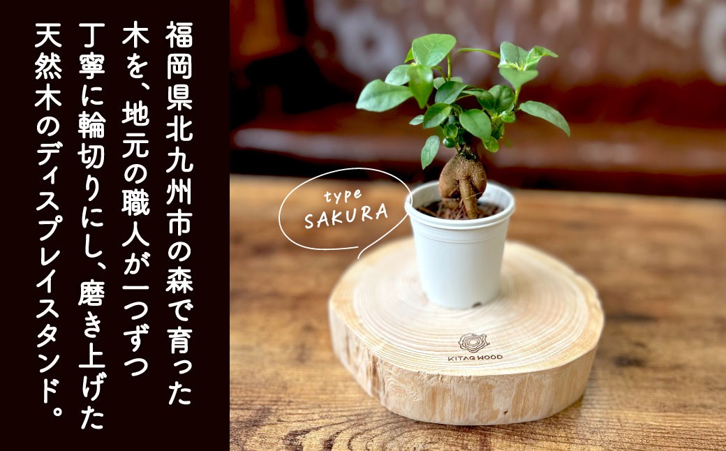 KiTAQ WOOD ディスプレイスタンド HINOKIまたはSAKURA