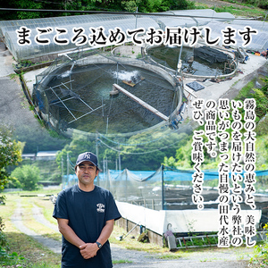 C-077-RT ＜冷凍でお届け＞霧島市育ちのあの「うなぎ」130～150g×5尾【田代水産】国産 霧島市 鰻 蒲焼き