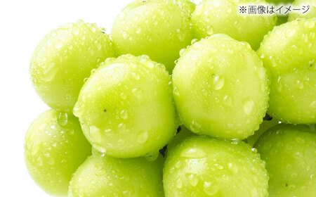 【先行予約】【8月中旬より順次発送】【50個限定】【贈答用】シャインマスカット2房 / シャインマスカット 果物 フルーツ ギフト 新鮮 /　島根県雲南市　/ 寿ぶどう縁[AIEM002]