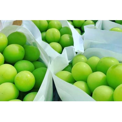 ふるさと納税 甲州市 【発送月固定定期便】フルーツギフト専門店が選ぶ甲州市の厳選フルーツ定期便　全2品種全2回 |  | 02