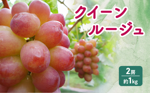 2026年産先行予約 クイーンルージュ(R) 2房 約1kg ぶどう 葡萄 フルーツ 果物 長野市