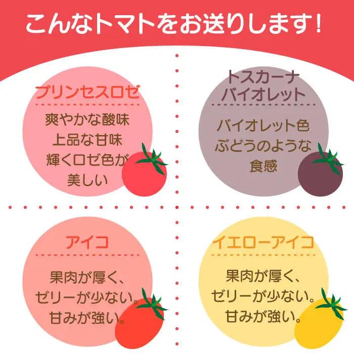 【2027年1月中旬-発送】ミニトマト 彩８ニ（イロハニ）約10種類 合計約1.4kg / トマト 夏野菜 野菜 旬 食べ比べ / 産地直送 安心 安全 彩り / 南島原市 / 植木農園 [SBL00