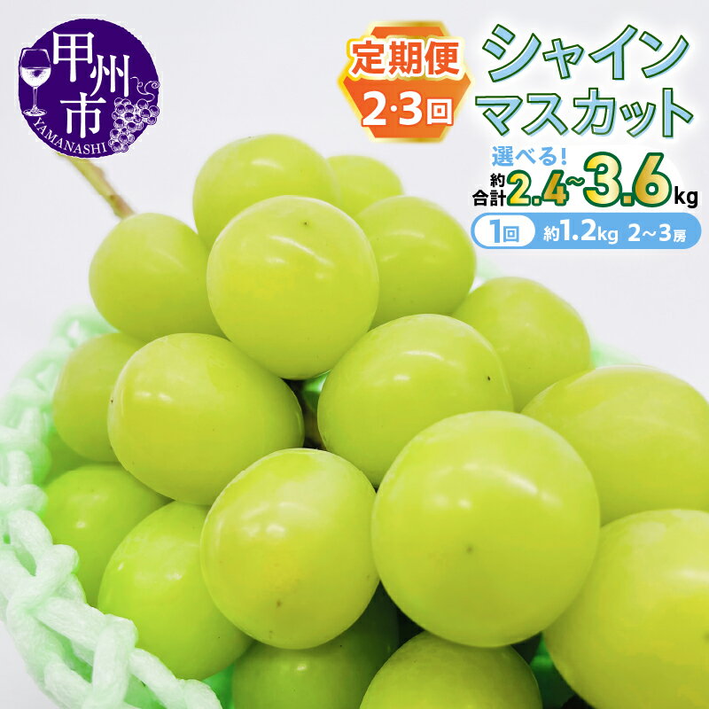 【ふるさと納税】 定期便 シャインマスカット 2026年 選べる回数 2回 3回 約1.2kg 2～3房 果物 くだもの フルーツ 葡萄 ぶどう マスカット シャイン 甘い 皮ごと 人気 数量限定 期間限定 8月 9月 10月 発送 常温 贈答 ギフト 家庭用 山梨県 甲州市 社員マスカット （KSB）