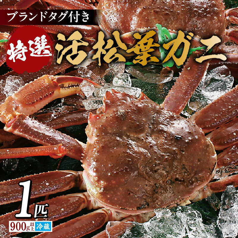 【ふるさと納税】兵庫県香住産 特選 活松葉ガニ 1匹(約900g～1kg) 冷蔵 カニ かに 蟹カニすき カニ刺し 焼がに 茹でがに 当日茹でたて発送 産地証明のタグ付き松葉ガニをお届け 松葉ガニ 松葉蟹 香美町 宿院商店 令和7年11月中旬以降順次発送 送料無料