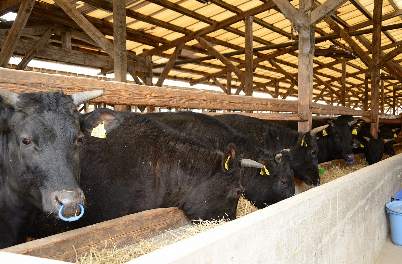 【訳あり】 熊本県産 A5等級 和王 赤身肉 小間切れ 800g