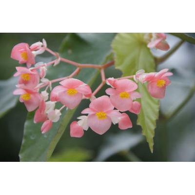 ふるさと納税 府中市 ベゴニアのパイオニア　花郷園オリジナル　木立性ベゴニア「マザーズ・ディ」　5号サイズ陶器鉢入り |  | 01