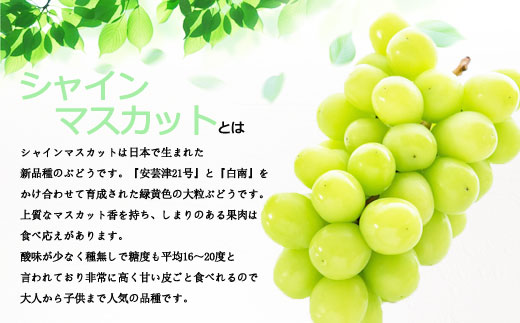 【予約】【山部ぶどう】シャインマスカット 3～4房(約2kg) 希少 ぶどう 新鮮 期間限定 皮ごと ブドウお取り寄せ 熊本県 阿蘇市