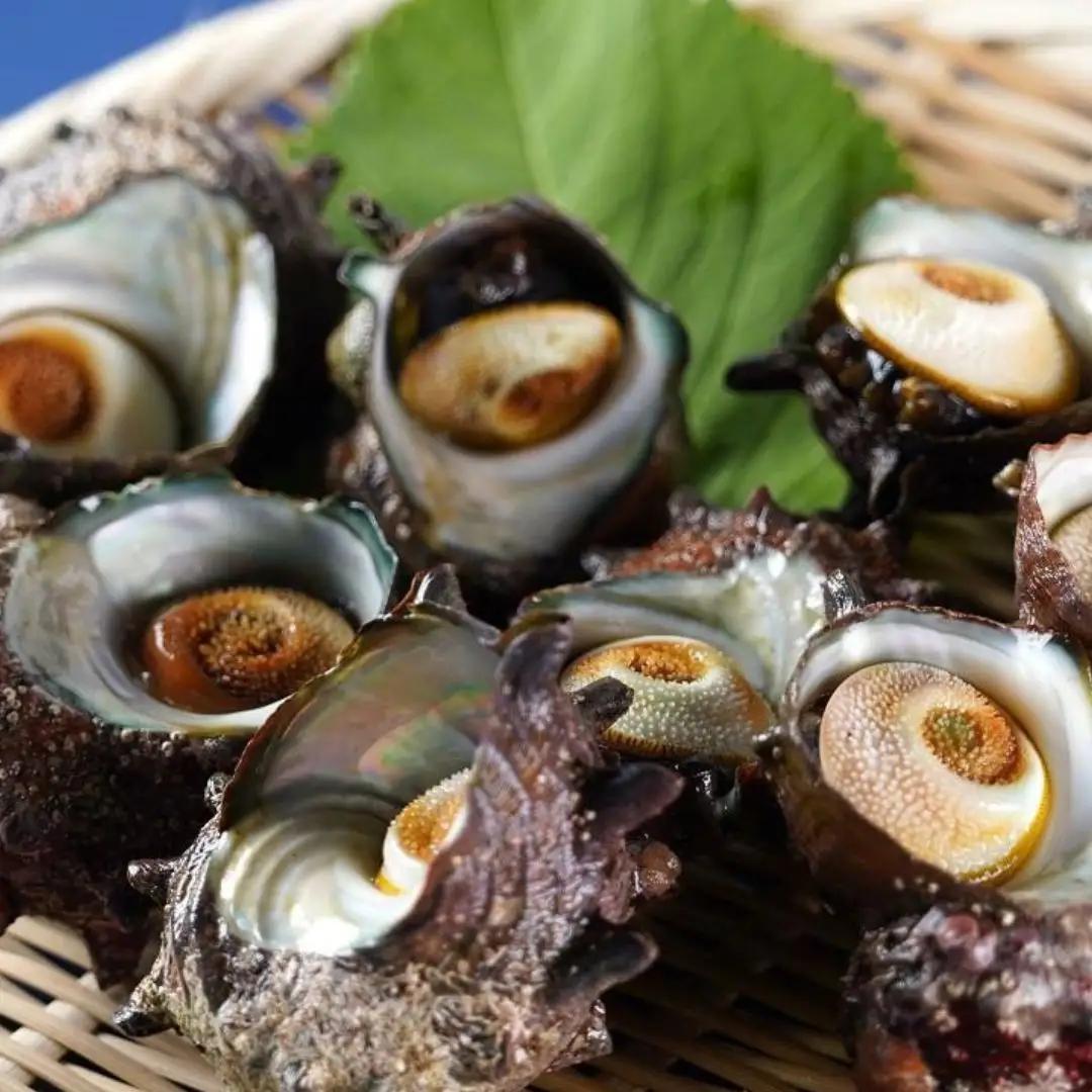 サザエ 2kg | 天然 新潟県 佐渡市サザエ