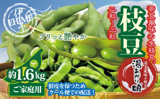 
            訳あり 枝豆 湯あがり娘 約1.6kg 家庭用 小分け 愛媛 伊予市｜B239
          