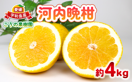 河内晩柑 約4kg こうの果樹園 みかん 柑橘 果物 和製 グレープフルーツ 晩柑 かわちばんかん さっぱり 酸味 くだもの フルーツ おすすめ 人気 お取り寄せ グルメ ギフト 期間限定 ご当地 愛媛県 宇和島 B010-182008