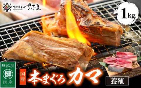 マグロの王様！国産 本まぐろカマ1kg 抜群の脂乗り 本まぐろ 本マグロ まぐろ マグロ 鮪 [e04-a051]