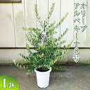 【ふるさと納税】オリーブ アルベキーナ8号 ※離島への配送不可| 観葉植物 植物 グリーン オリーブの木 アルベキーナ 室内 苗 鉢植え シンボルツリー ギフト 贈答 贈り物 プレゼント お中元 お歳暮 直送 農家直送 茨城県 古河市 送料無料 お祝 ご褒美 記念日 景品 _BZ13