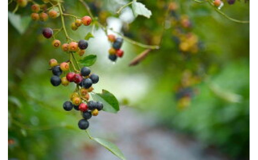 安全・安心なブルーベリー栽培