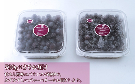 ブルーベリー 冷凍 1kg 果物 フルーツ ベリー
