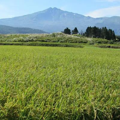 【先行予約】あきたこまち 2kg  精米 あきたこまち R8年産