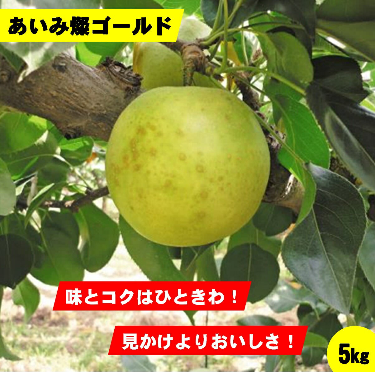 【ふるさと納税】先行受付 梨 あいみ燦ゴールド 　5kg【8月下旬〜9月上旬お届け】【25-014-007】【鳥取西部農業協同組合 米子・あいみ果実部】味美人 甘い 梨 ナシ 果物 フルーツ なし 鳥取県産 くだもの 5キロ お取り寄せ 数量限定 サンゴールド 鳥取県 米子市