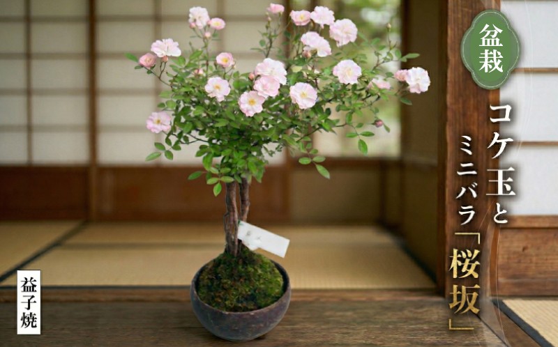 
コケ玉ミニバラ盆栽「桜坂」 ギフト 花[BN006ci]
