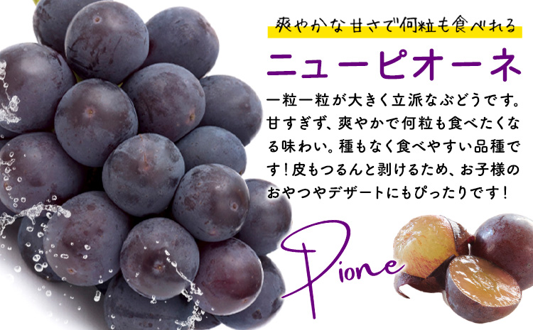 【2026年先行予約】秋の種無しぶどう詰合せ ニューピオーネ シャインマスカット 1房約600g 環山堂株式会社《2026年9月上旬-10月上旬頃出荷》岡山県 浅口市 ニューピオーネ シャインマスカッ