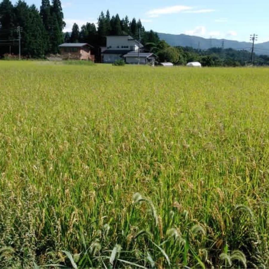 ＜拳＞食味コンクール3年連続『特別優秀賞』特別栽培米「こしひかり」飛騨う米『頂』（特撰）5kgx2（計10kg）【3ヵ月定期便】11月開始