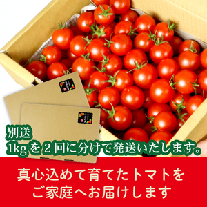 ミニトマト 2kg (1kg×2回) 訳あり 定期便 【ミニトマト】 山本農園